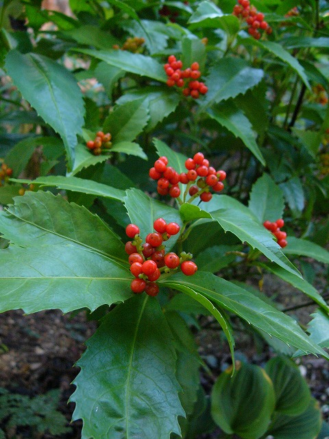 a0123003_8531329.jpg