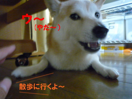 e0131506_0515826.jpg