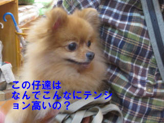 c0185516_1418416.jpg