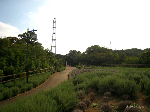 秋のドライブ遠足・その１　～くりはま花の国・ハーブ園_d0131523_15342714.jpg