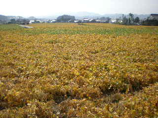c0095424_169238.jpg