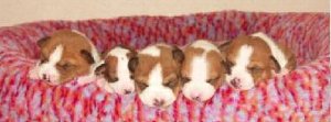 スーパースター犬・・・偉大なる茶々_f0144724_6155859.jpg