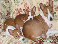 スーパースター犬・・・偉大なる茶々_f0144724_6175058.jpg