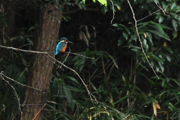 錦織公園、１０月２５日_f0054739_1774140.jpg