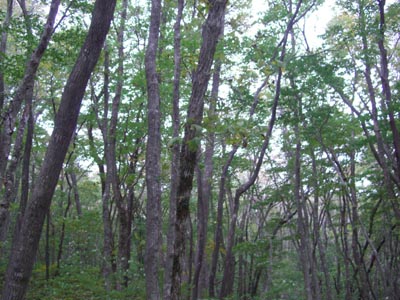 e0110940_23442114.jpg