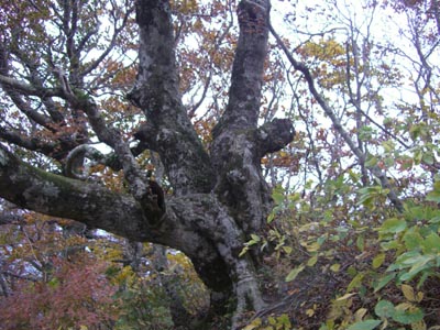 e0110940_23452340.jpg