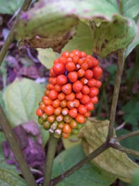 e0110940_23542314.jpg