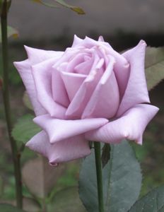 マダム ヴィオレ Keke S Rose Garden