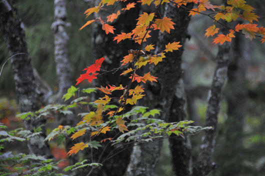 c0093046_1331791.gif
