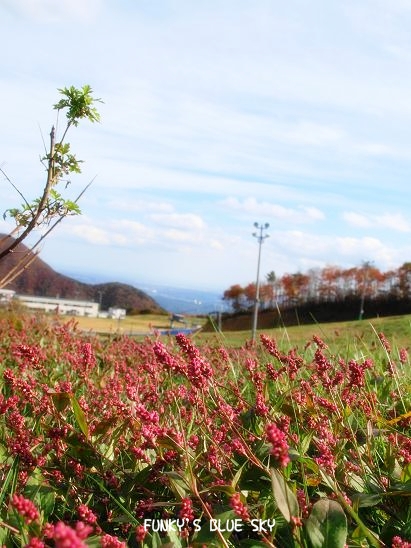 赤や黄色に色づく山は～♪　（北泉ヶ岳）_c0145250_2059961.jpg