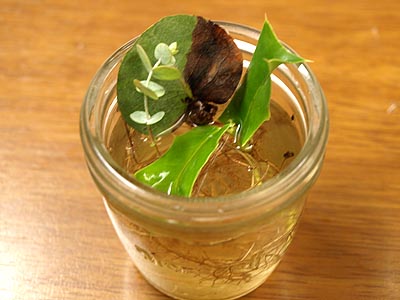☆葉っぱだけユーカリの近況☆_c0092953_892723.jpg