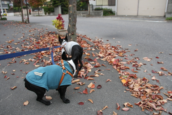 小さい秋みつけた〜♪_f0160554_9582892.jpg