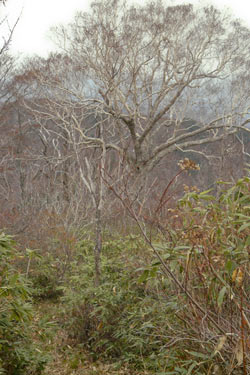 会津三岩岳避難小屋分岐→窓明山→家向山→巽沢山 その2_b0053472_2232052.jpg