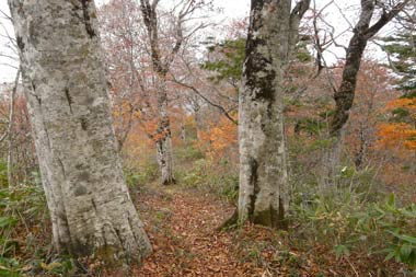 会津三岩岳避難小屋分岐→窓明山→家向山→巽沢山 その2_b0053472_22391797.jpg