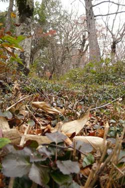 会津三岩岳避難小屋分岐→窓明山→家向山→巽沢山 その2_b0053472_2246227.jpg