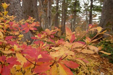 会津三岩岳避難小屋分岐→窓明山→家向山→巽沢山 その2_b0053472_22502380.jpg