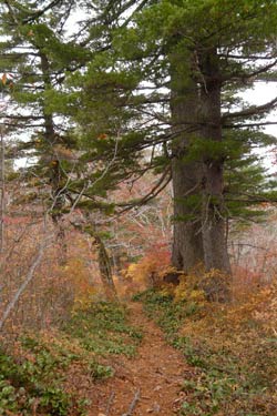 会津三岩岳避難小屋分岐→窓明山→家向山→巽沢山 その2_b0053472_22512462.jpg