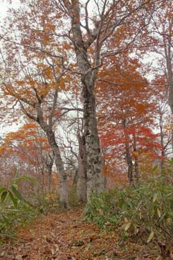 会津三岩岳避難小屋分岐→窓明山→家向山→巽沢山 その2_b0053472_2301427.jpg
