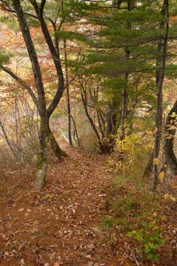 会津三岩岳避難小屋分岐→窓明山→家向山→巽沢山 その2_b0053472_2324797.jpg