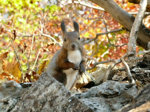 円山の紅葉とエゾリス エゾシマリス 野に咲く北国の花