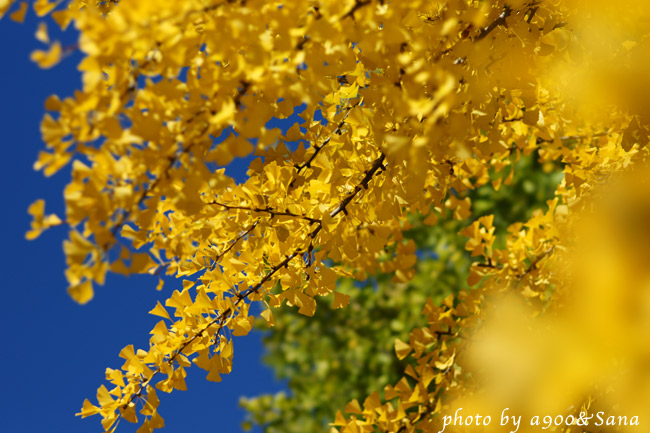 Autumn Leaves_e0001086_1993118.jpg