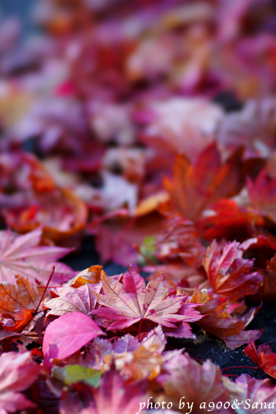 Autumn Leaves_e0001086_1995243.jpg
