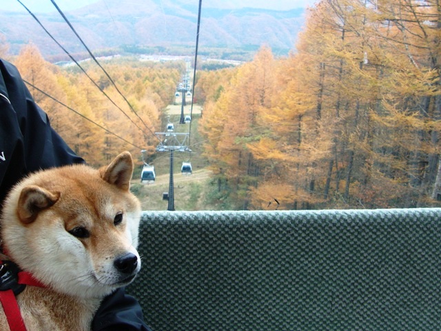 紅葉を見に行こう!_a0126590_5405475.jpg