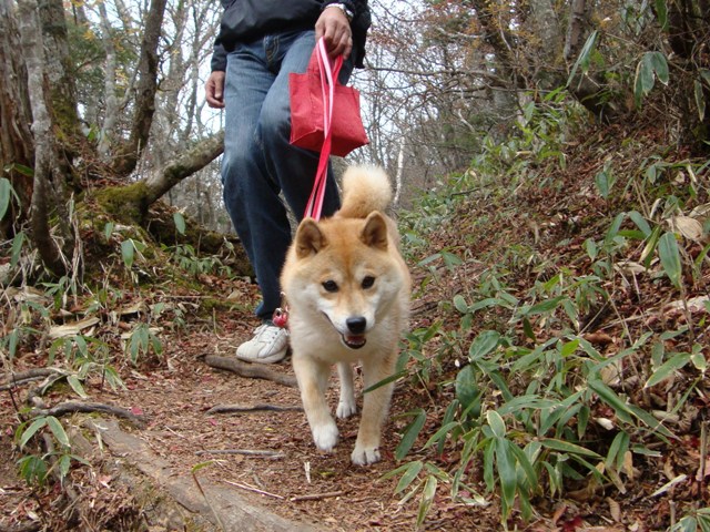 紅葉を見に行こう!_a0126590_5413759.jpg