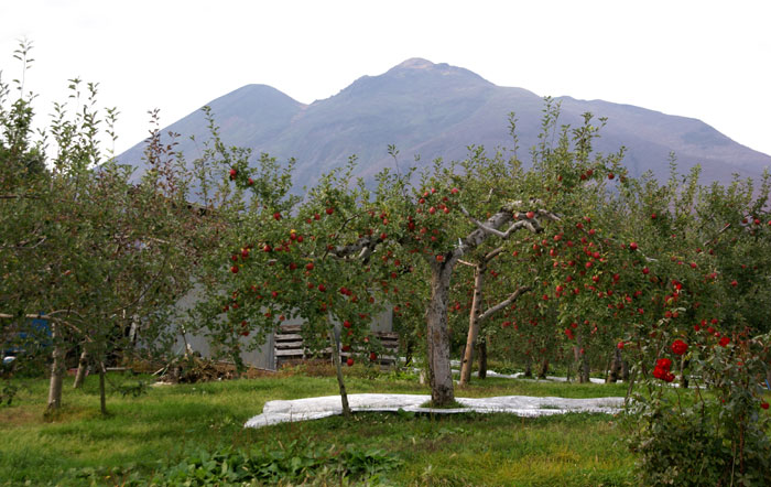 田んぼとリンゴ 秋の景色です♪_a0136293_16134814.jpg
