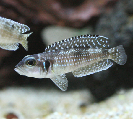 Tetra - アフリカン シクリッド (上) 西アフリカ産　(下) 東アフリカ産　熱帯魚 Tetra - アフリカン シクリッド (上) 西アフリカ産 (下) 東