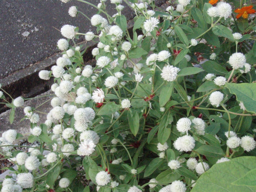 千日紅 白 四季の庭 錦鯉3 千日紅 白 四季の庭 錦鯉3