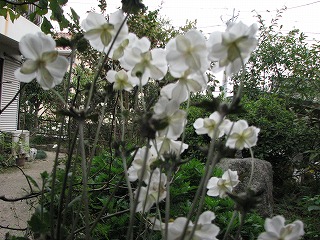 秋冥菊・水引草・ほととぎすが咲いています_a0133823_0541375.jpg