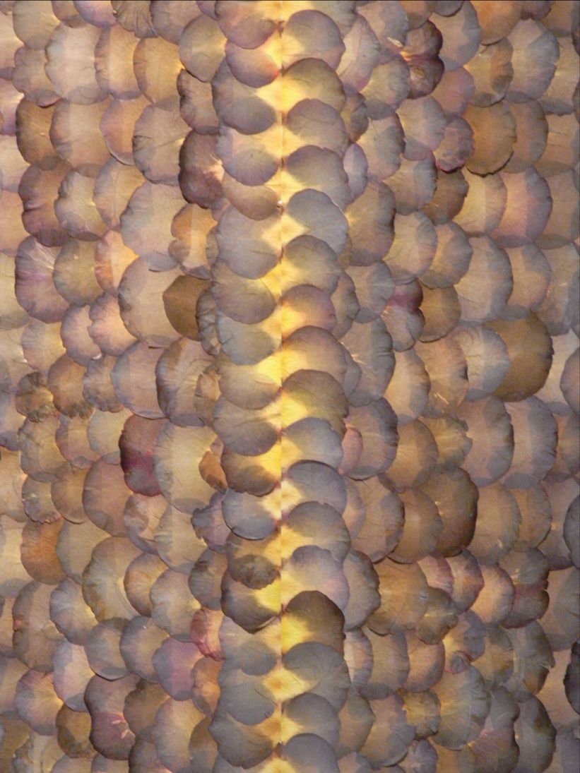 b0171423_575917.jpg