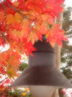 a0074033_8554962.jpg