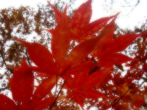 a0074033_8561846.jpg