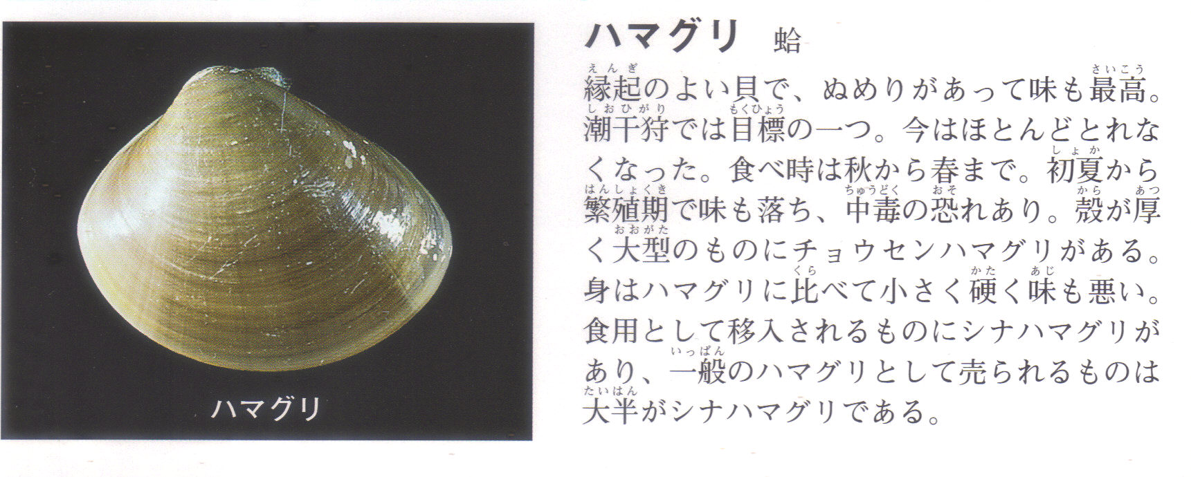 柏崎のハマグリの謎 Beachmollusc ひむかのハマグリ 柏崎のハマグリの謎 Beachmollusc ひむかのハマグリ