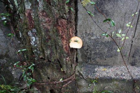 c0074553_8173140.jpg