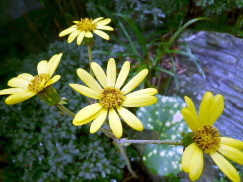 c0043055_12412359.jpg
