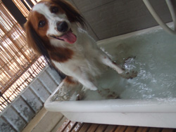 ウッドデッキ 犬用 洗い場 トイレ 木の家 箕面ヤマイチ 事務員さんのブログ ウッドデッキ 犬用 洗い場 トイレ 木の家 箕面ヤマイチ 事務員さんのブログ