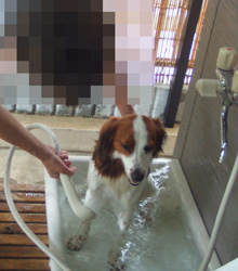 ｳｯﾄﾞﾃﾞｯｷ 犬用 洗い場 トイレ 木の家 箕面ヤマイチ 事務員さんのブログ