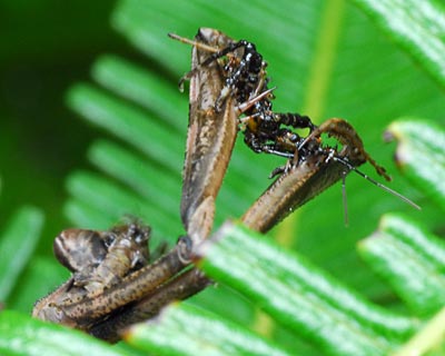 京都府　大文字山　コカマキリと粘菌マメホコリの子実体_e0035757_17584349.jpg