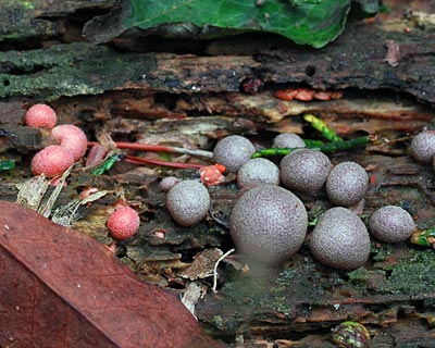 京都府　大文字山　コカマキリと粘菌マメホコリの子実体_e0035757_17594260.jpg