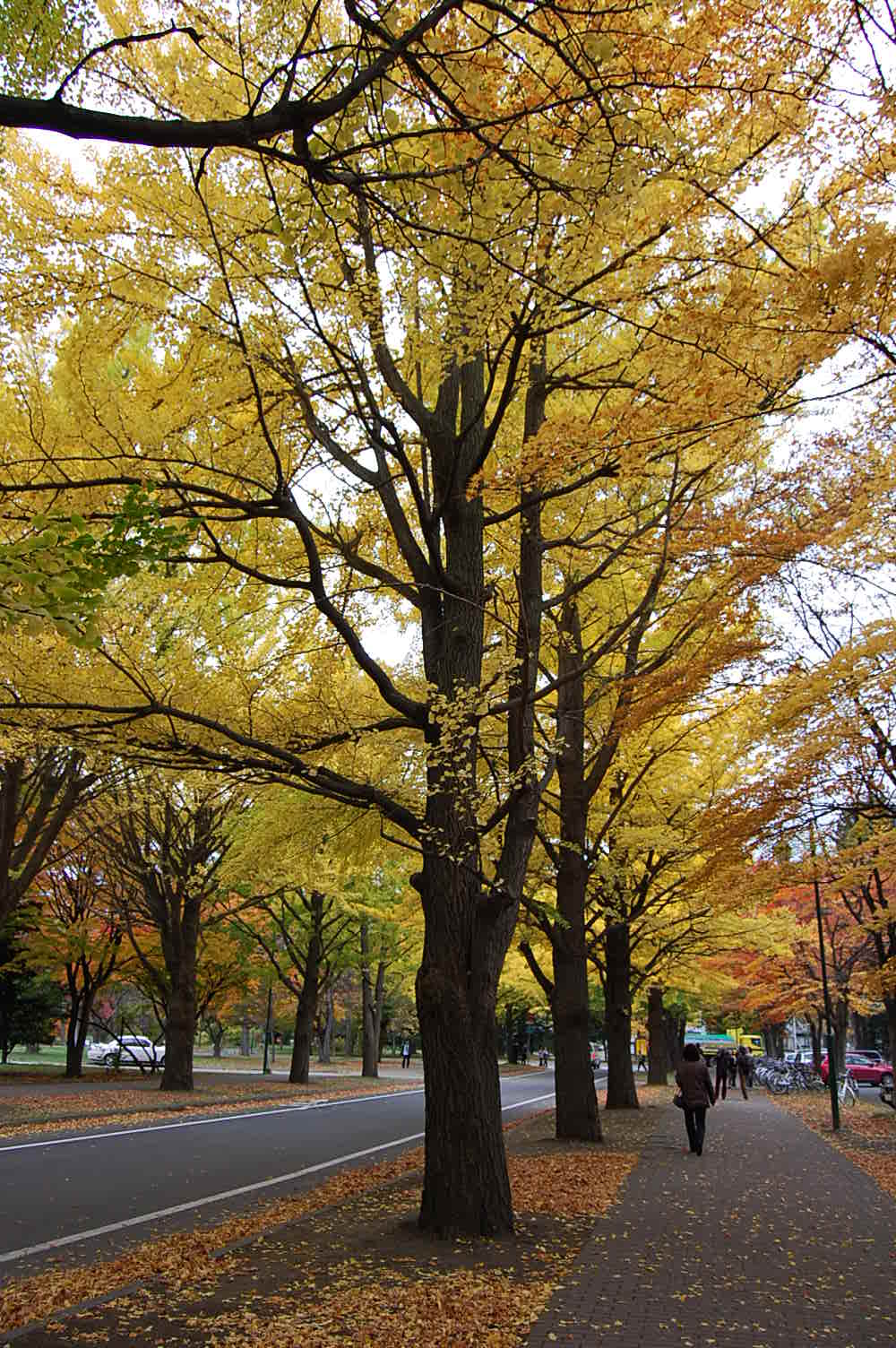 イチョウ並木（北海道大学）　　　　2009　10／26_e0120466_17313973.jpg