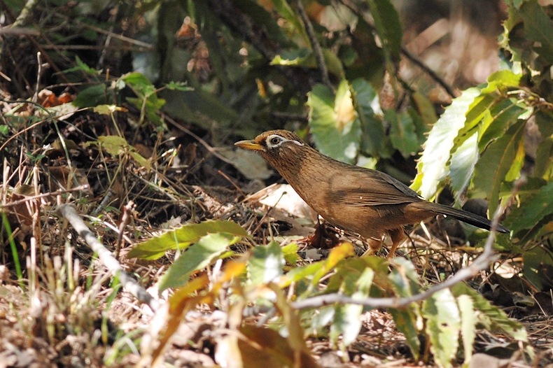 ガビチョウ_f0053272_10384029.jpg