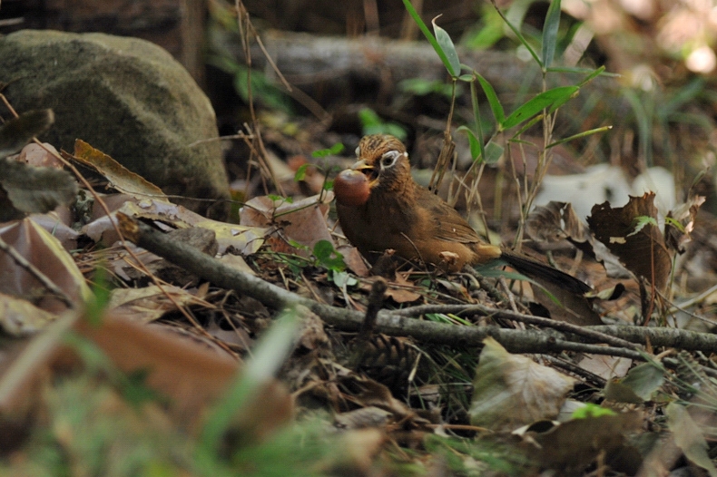 ガビチョウ_f0053272_10461483.jpg