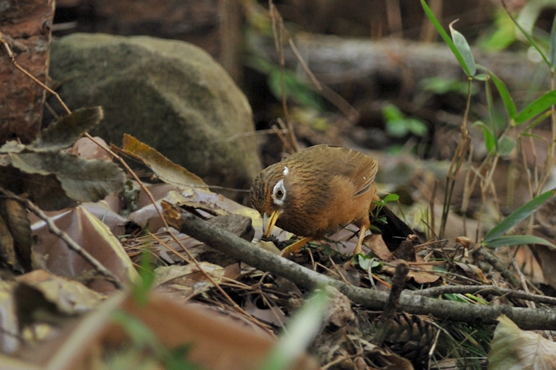 ガビチョウ_f0053272_10491844.jpg