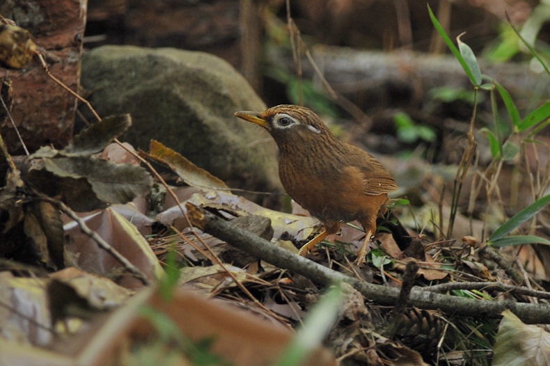 ガビチョウ_f0053272_10594429.jpg
