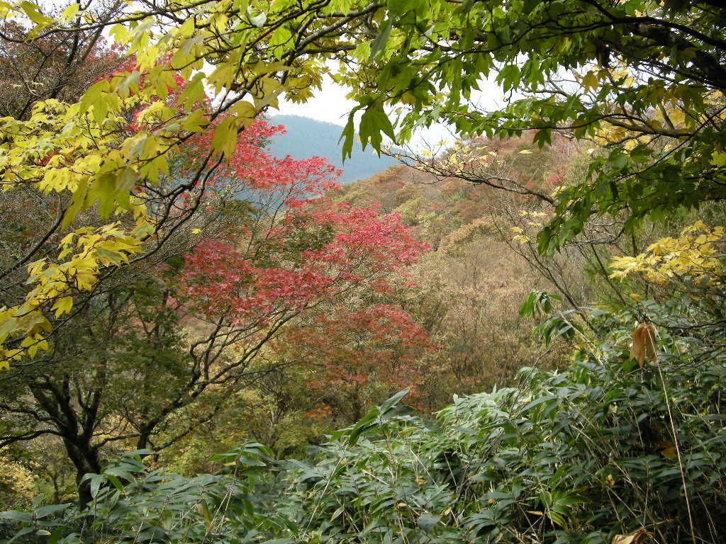 紅葉の綿向山～竜王山を歩く_b0185573_18404283.jpg