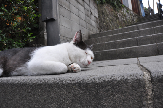 長崎の猫_e0171573_0215843.jpg