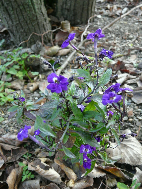 京都府立植物園　その１（正門花壇）_e0145782_15261759.jpg